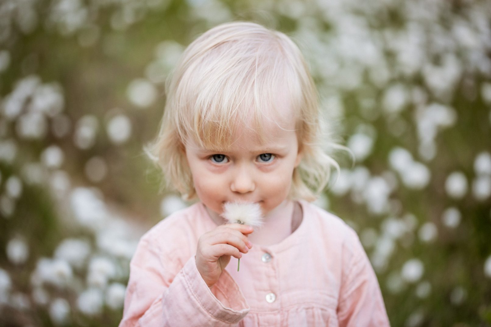 Pieni tyttö ja tupasvilla, lifestyle-perhekuvaus Helsinki - Siru Danielsson Photography