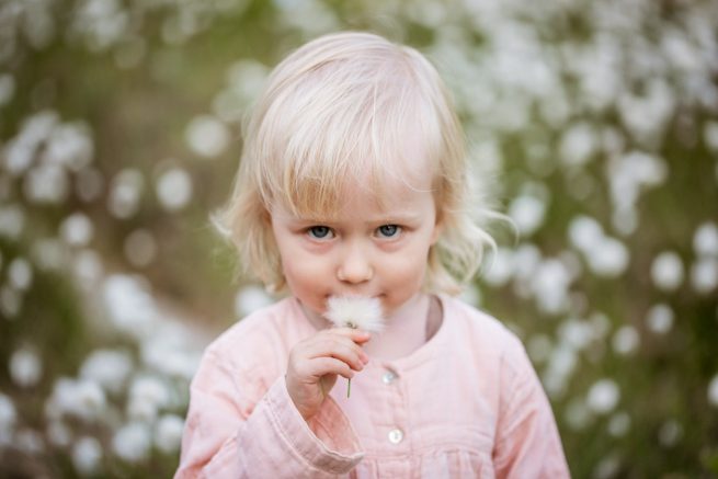 Pieni tyttö ja tupasvilla, lifestyle-perhekuvaus Helsinki - Siru Danielsson Photography